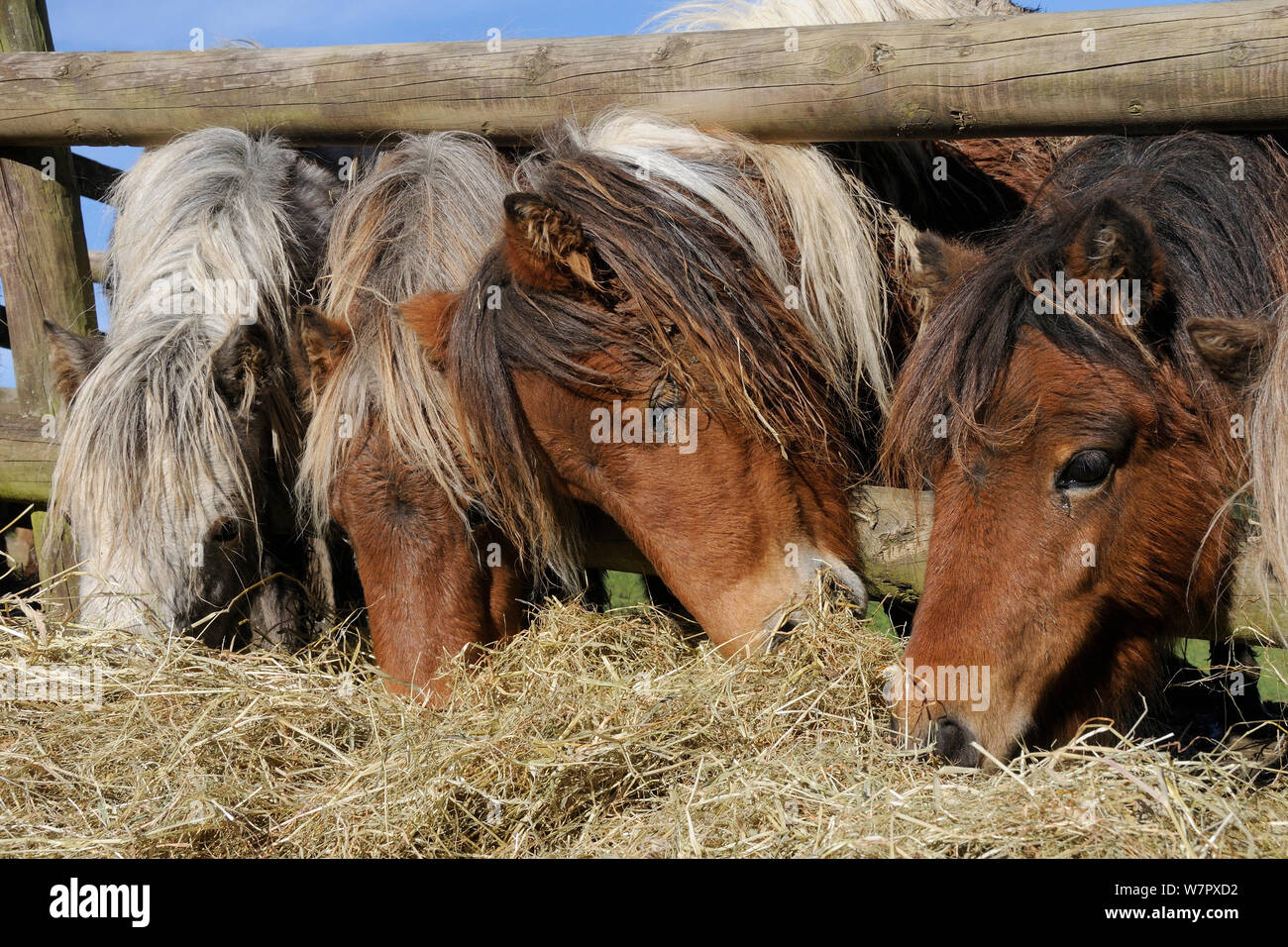 Vier amerikanische Miniatur Pferde (Equus caballus), die durch einen Holzzaun Heu, Wiltshire, Großbritannien, Oktober zu essen. Stockfoto