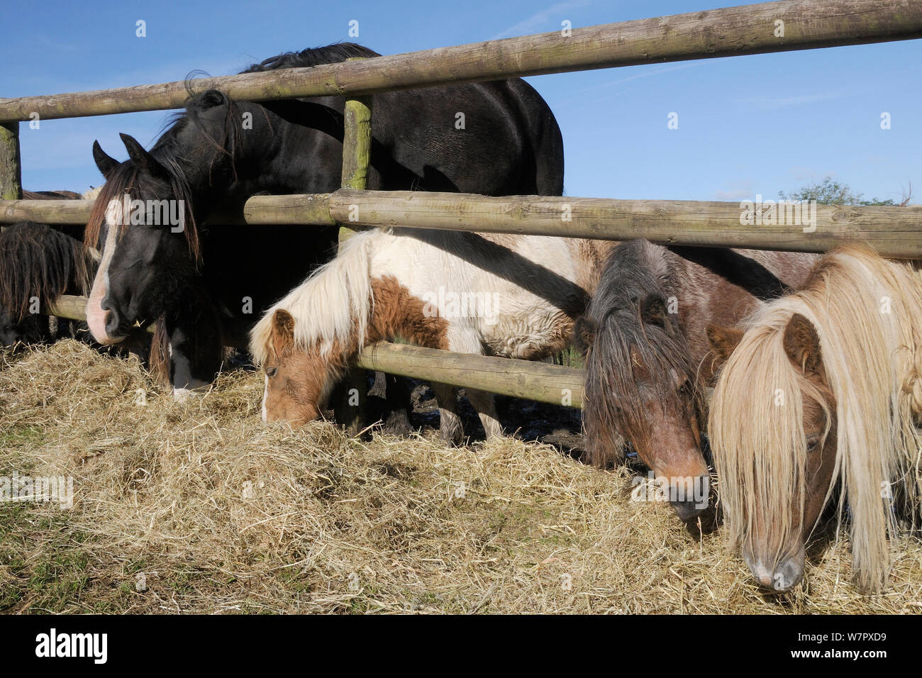 Zeile der amerikanischen Miniatur Pferde und einen Welsh Cob (Equus caballus), die durch einen Holzzaun Heu, Wiltshire, Großbritannien, Oktober zu essen. Stockfoto