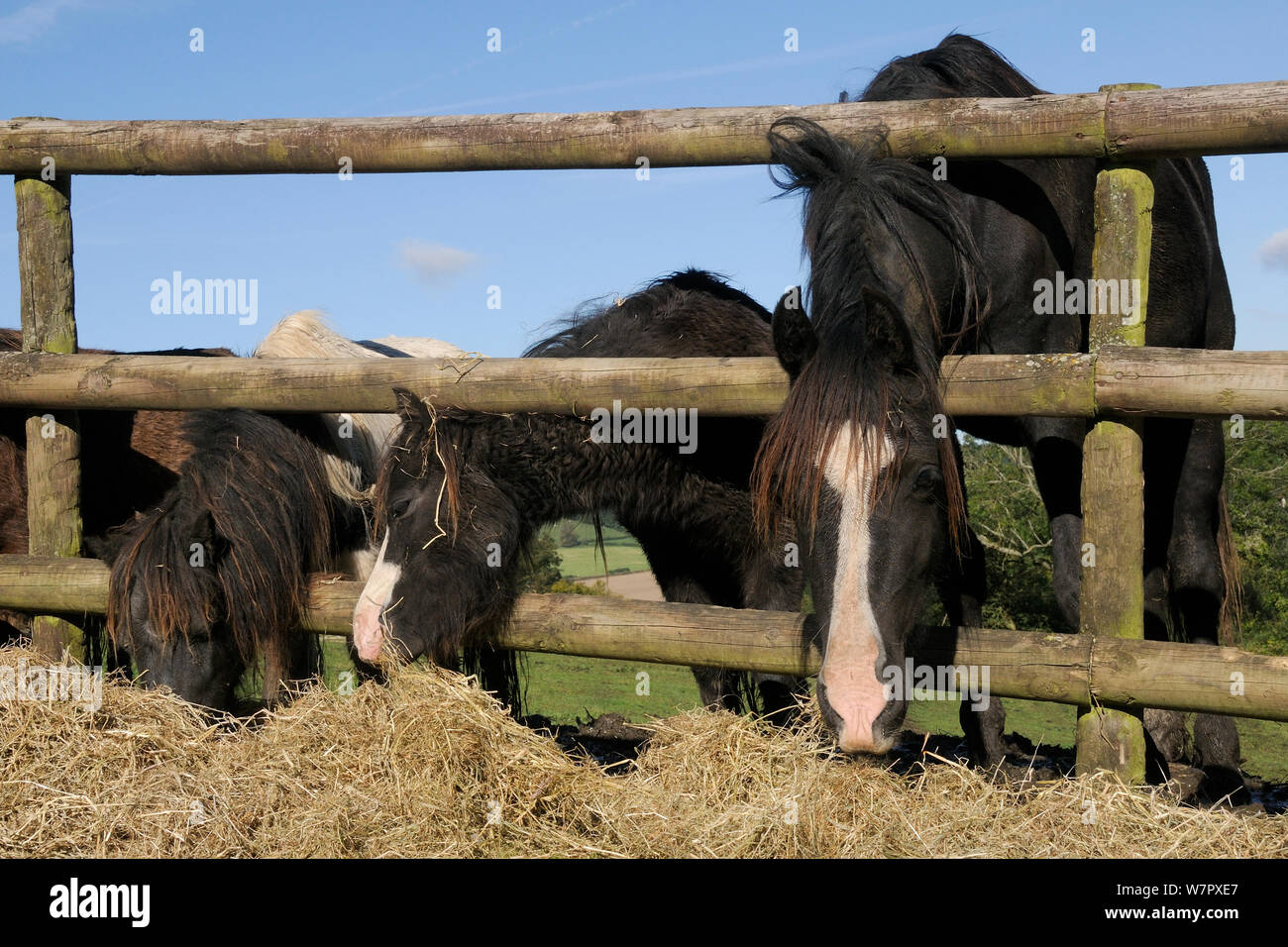 Welsh Cob und zwei amerikanische Miniatur Pferde (Equus caballus), die durch einen Holzzaun Heu, Wiltshire, Großbritannien, Oktober zu essen. Stockfoto