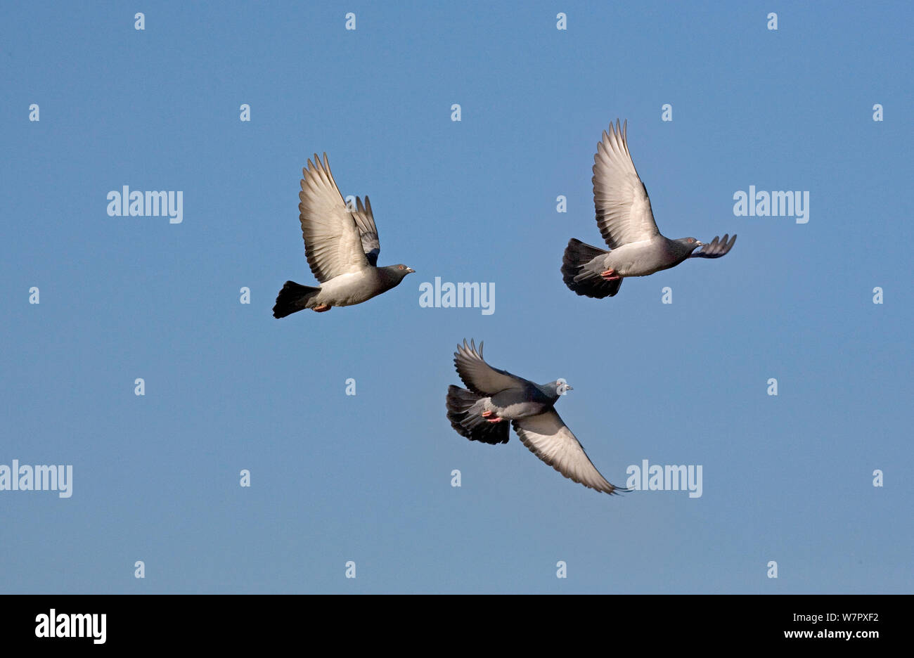 Rock Tauben (Columba livia) im Flug. Hunstanton, Norfolk, März. Stockfoto