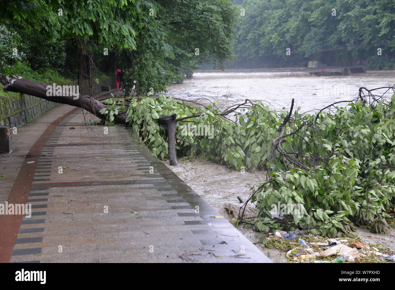 Ein Baum blies der Wind fällt in reißende Flut entlang der Fluss Xiangjiang oder Xiang Flusses durch schwere Regenfälle in Shigatse Stadt verursacht, Southwest Kinn Stockfoto