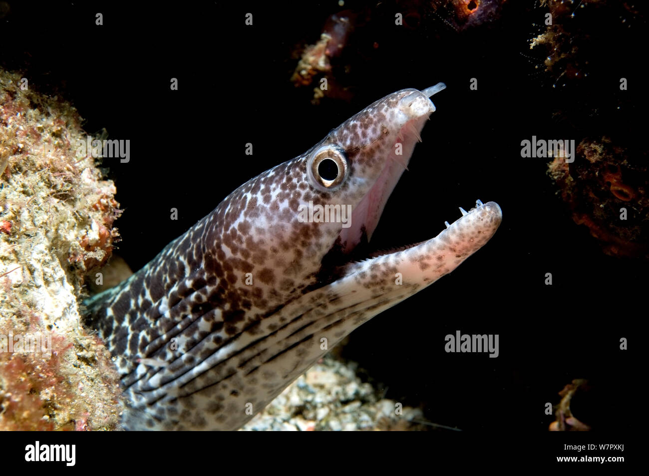 Beschmutzt, Moray, (Gymnothorax moringa) eine gemeinsame Moray in der Karibik, Tobago, Karibik. Stockfoto