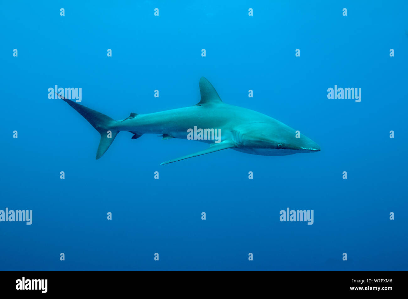 Seidig shark (Carcharhinus faliformis) Darwins Arch, Galapagos. Stockfoto