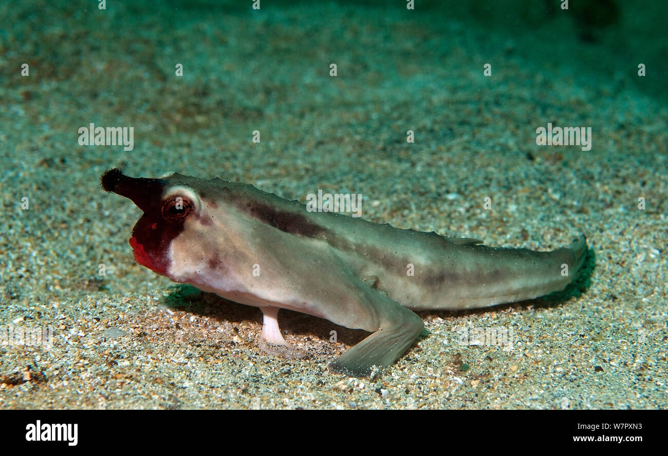 Rote Lippen Fledermaus Fisch Seefledermaus Einfach Erkl rt HBYRGQ rote-lippen-fledermaus-fisch-seefledermaus-einfach-erkl-rt-hbyrgq