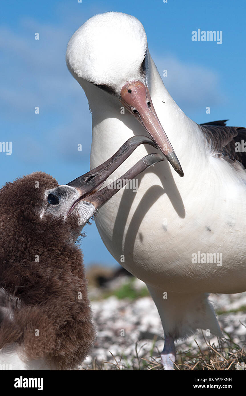 Laysan Albatrosse (Phoebastria immutabilis) Elternteil Vogelfütterung jugendlich. In der Mitte der Insel. Central Pacific Stockfoto