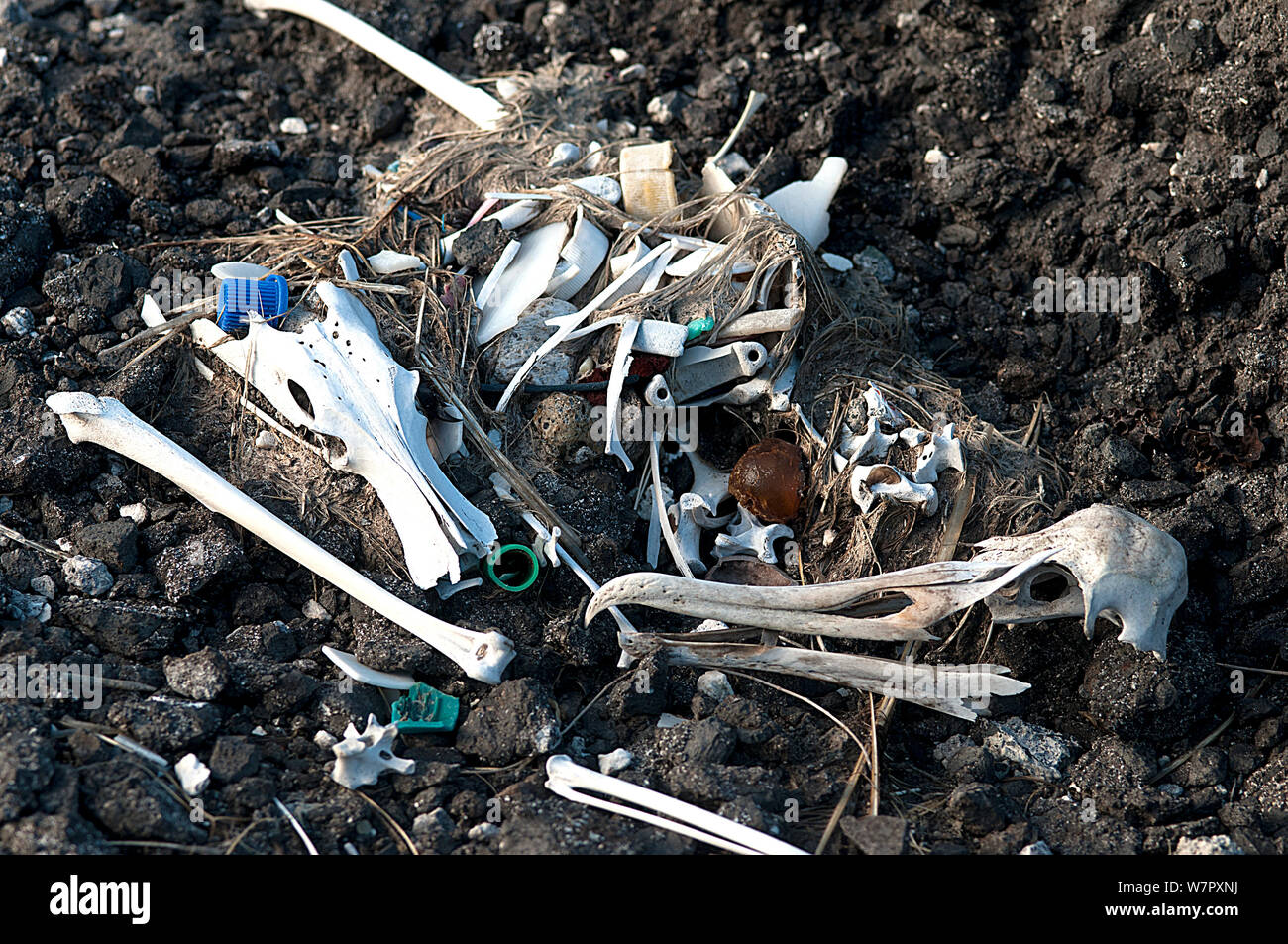 Bleibt der Jugendlichen Albatross mit eingenommen Kunststoff Partikel, die die Ursache des Todes, Midway Island. Central Pacific. Stockfoto