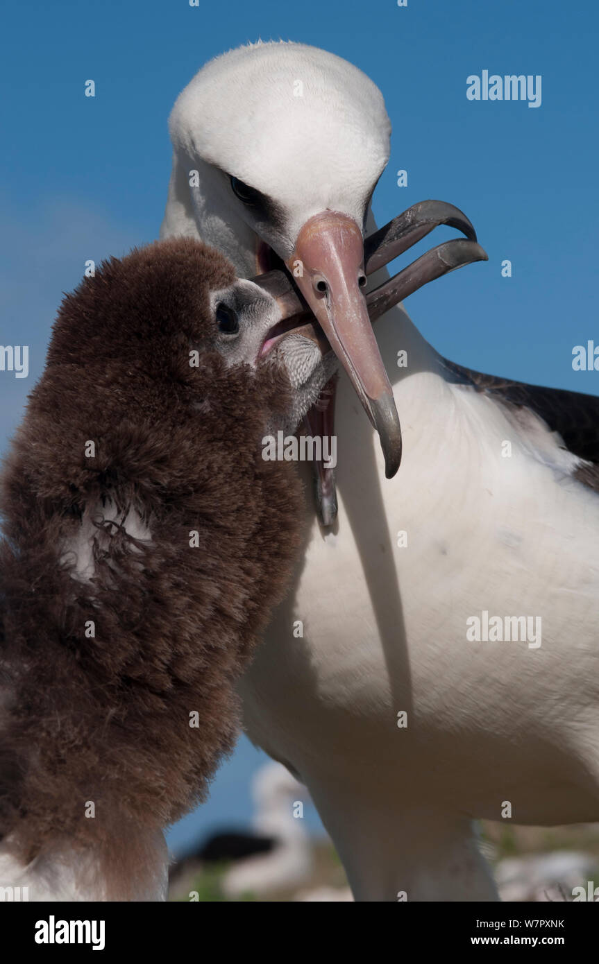 Laysan Albatrosse (Phoebastria immutabilis) Elternteil Vogelfütterung jugendlich. In der Mitte der Insel. Central Pacific. Stockfoto