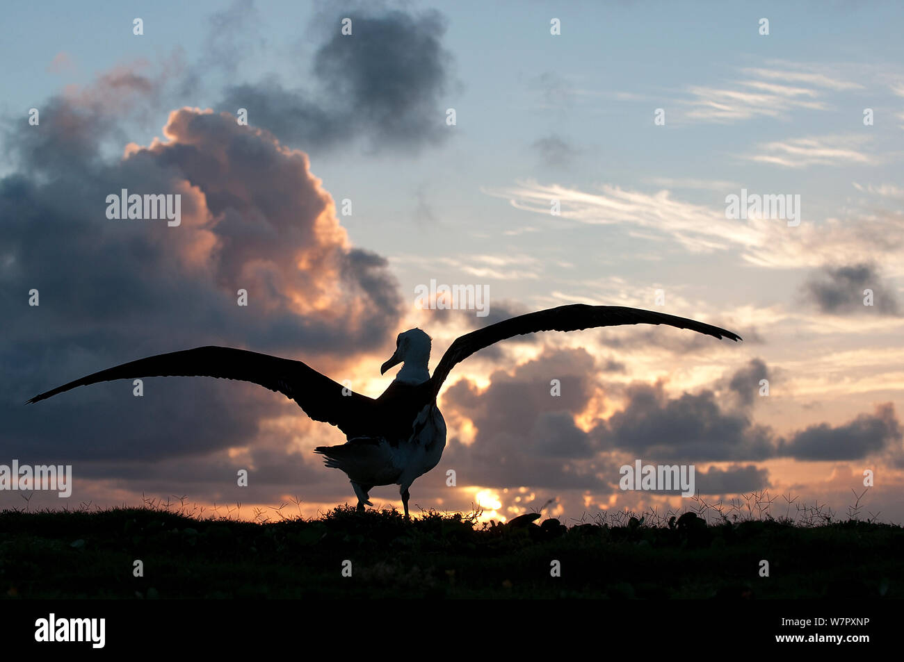 Laysan Albatrosse (Phoebastria immutabilis) vollwertige Albatross über zu fliegen. In der Mitte der Insel. Central Pacific. Stockfoto