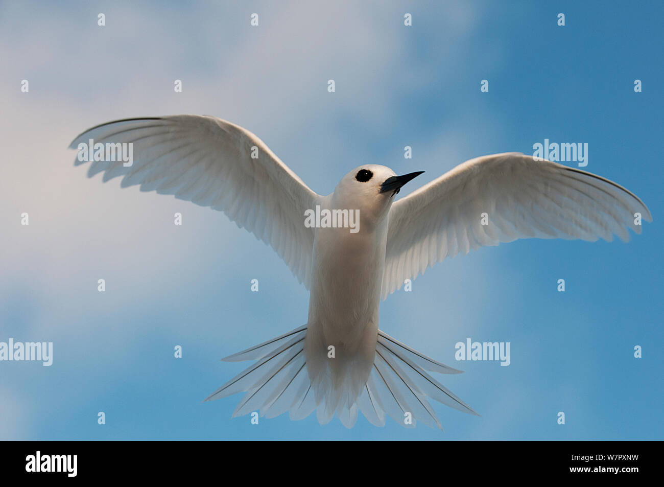 White Tern (Gygis alba) Midway Island, Central Pacific Stockfoto