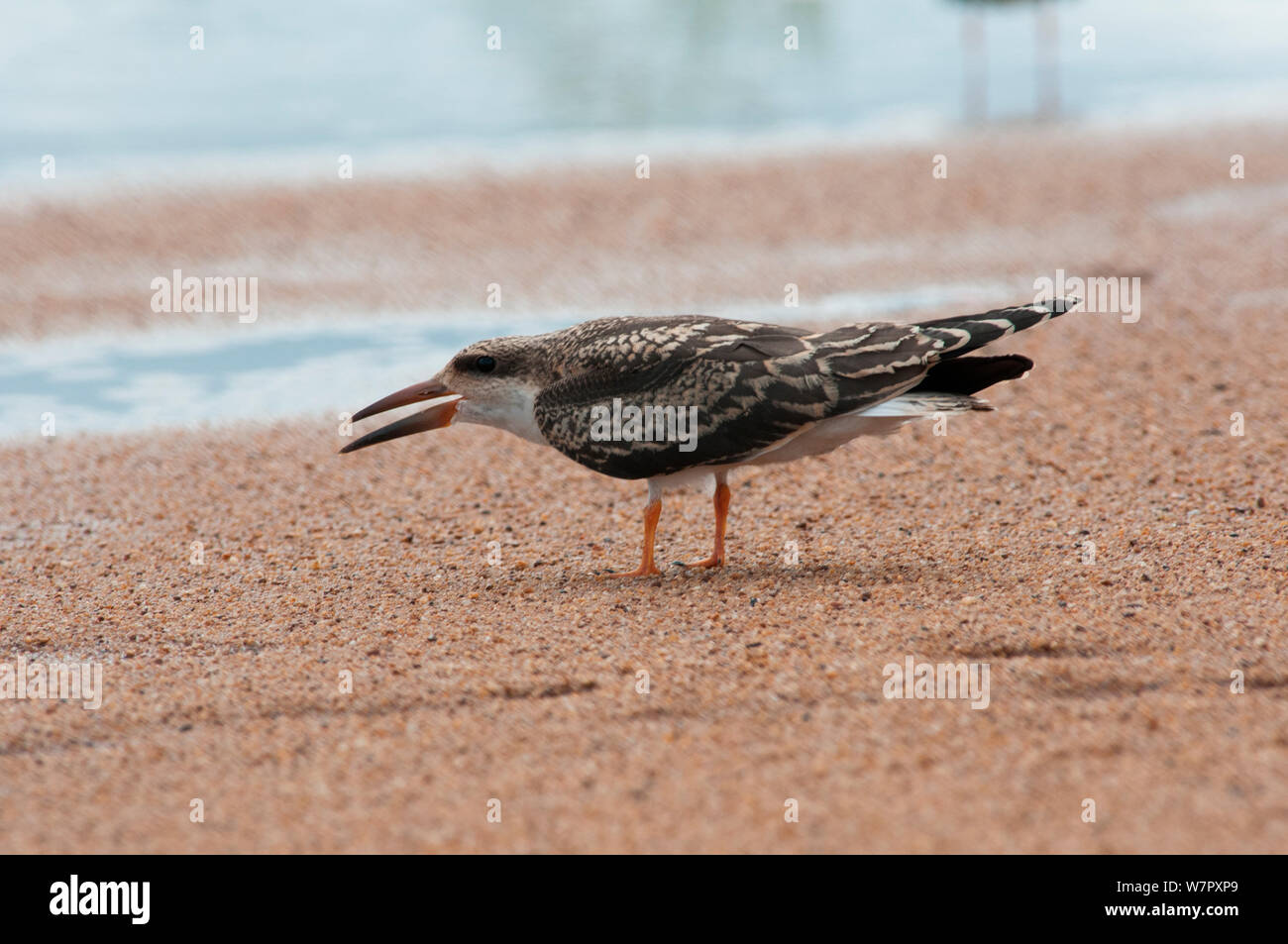 Junge afrikanische Skimmer (Rynchops flavirostris). Douala-Edea finden, Kamerun. Foto auf Position für BBC Afrika Serie entnommen, Mai 2010. Stockfoto
