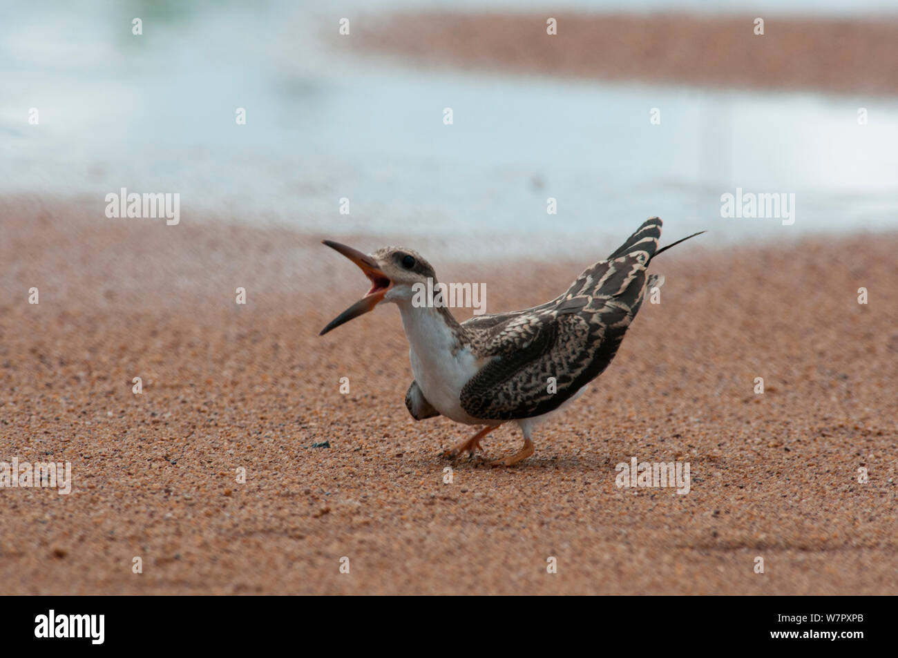 Junge afrikanische Skimmer (Rynchops flavirostris). anrufen, Douala-Edea finden, Kamerun. Foto auf Position für BBC Afrika Serie entnommen, Mai 2010. Stockfoto