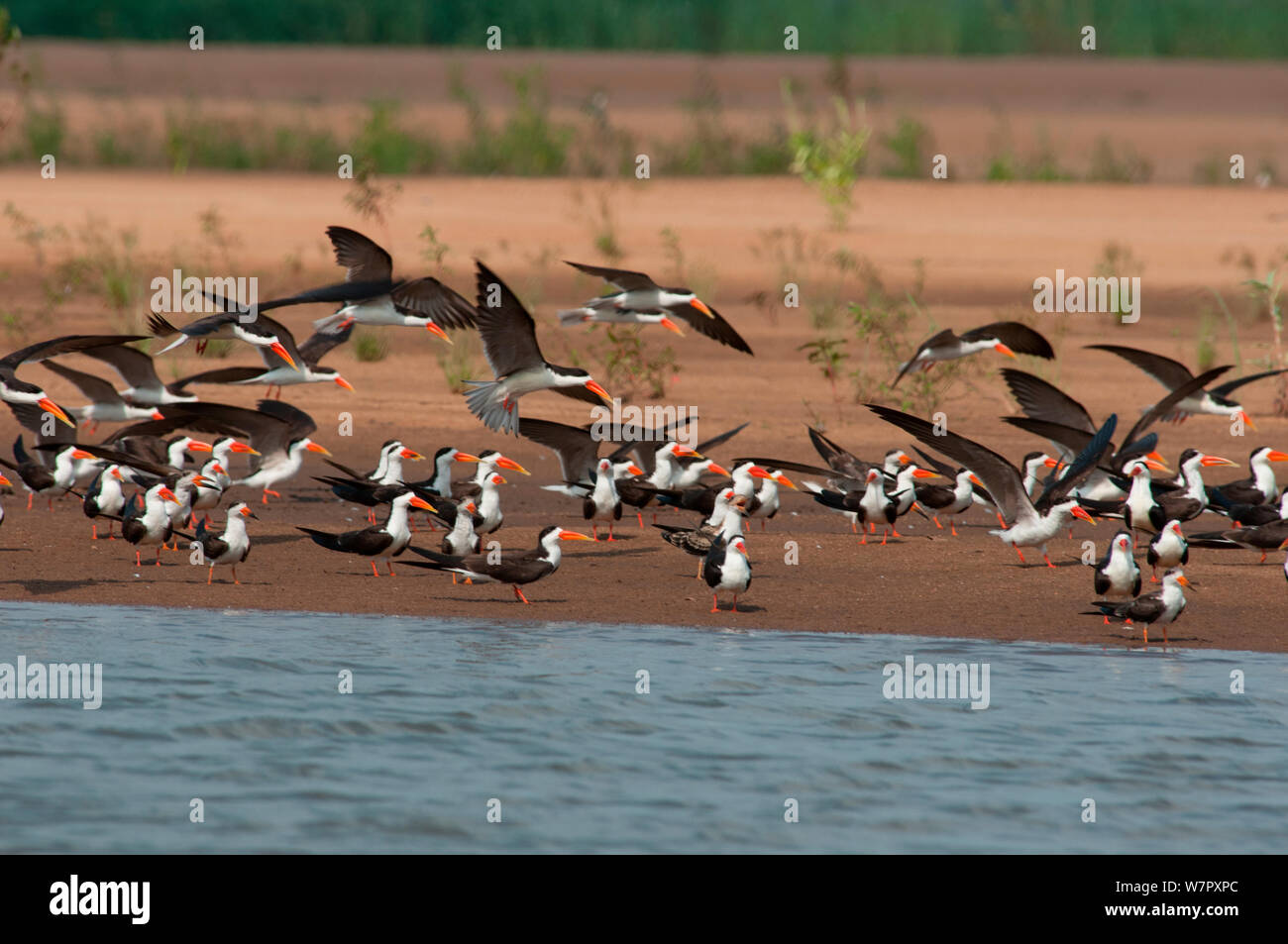 Herde der Afrikanischen Schaumlöffel (Rynchops flavirostris) am Ufer des Flusses Sanaga, Douala-Edea finden, Kamerun. Foto auf Position für BBC Afrika Serie entnommen, Mai 2010. Stockfoto