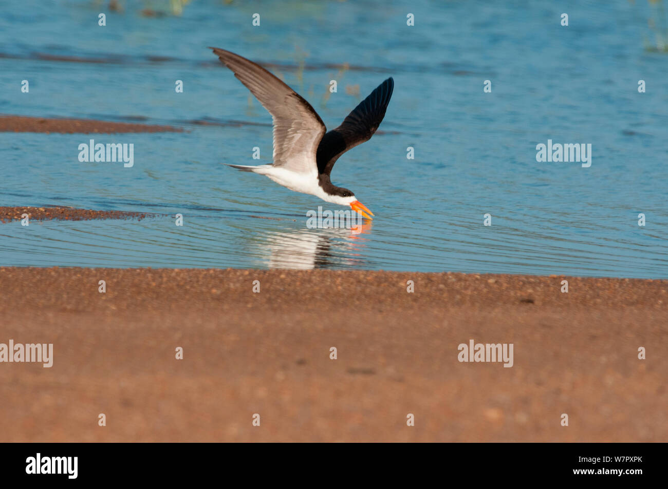 African Skimmer (Rynchops flavirostris) skimming für Fisch auf dem Sanaga Fluss, Douala-Edea finden, Kamerun. Foto auf Position für BBC Afrika Serie entnommen, Mai 2010 Stockfoto