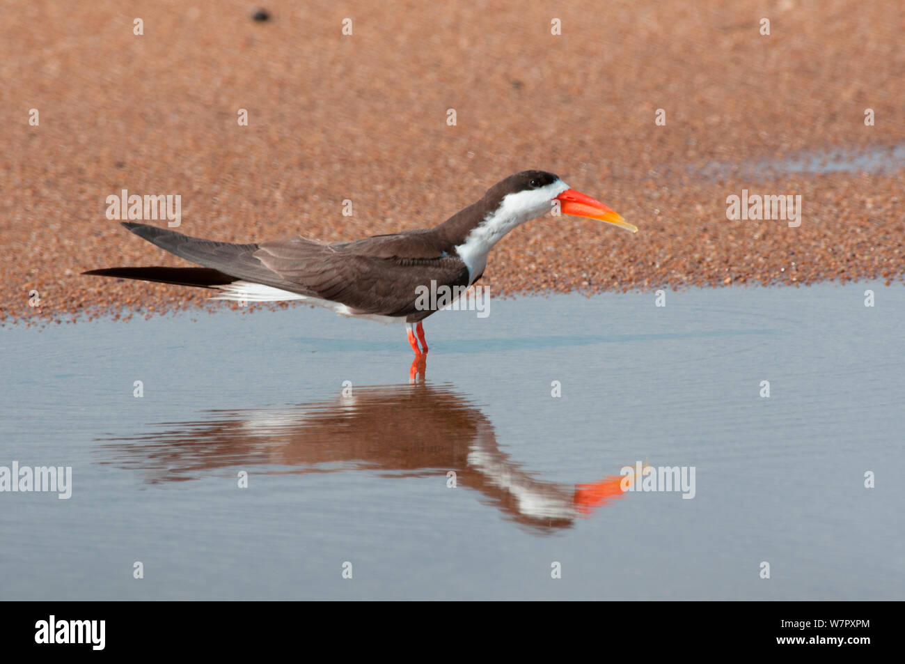 African Skimmer (Rynchops flavirostris) im Wasser spiegelt, Douala-Edea finden, Kamerun. Foto auf Position für BBC Afrika Serie entnommen, Mai 2010. Stockfoto