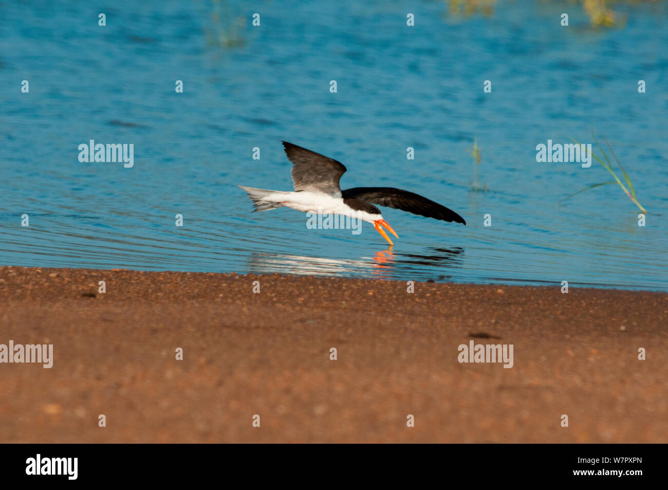 African Skimmer (Rynchops flavirostris) skimming für Fisch auf dem Sanaga Fluss, Douala-Edea finden, Kamerun. Foto auf Position für BBC Afrika Serie entnommen, Mai 2010 Stockfoto