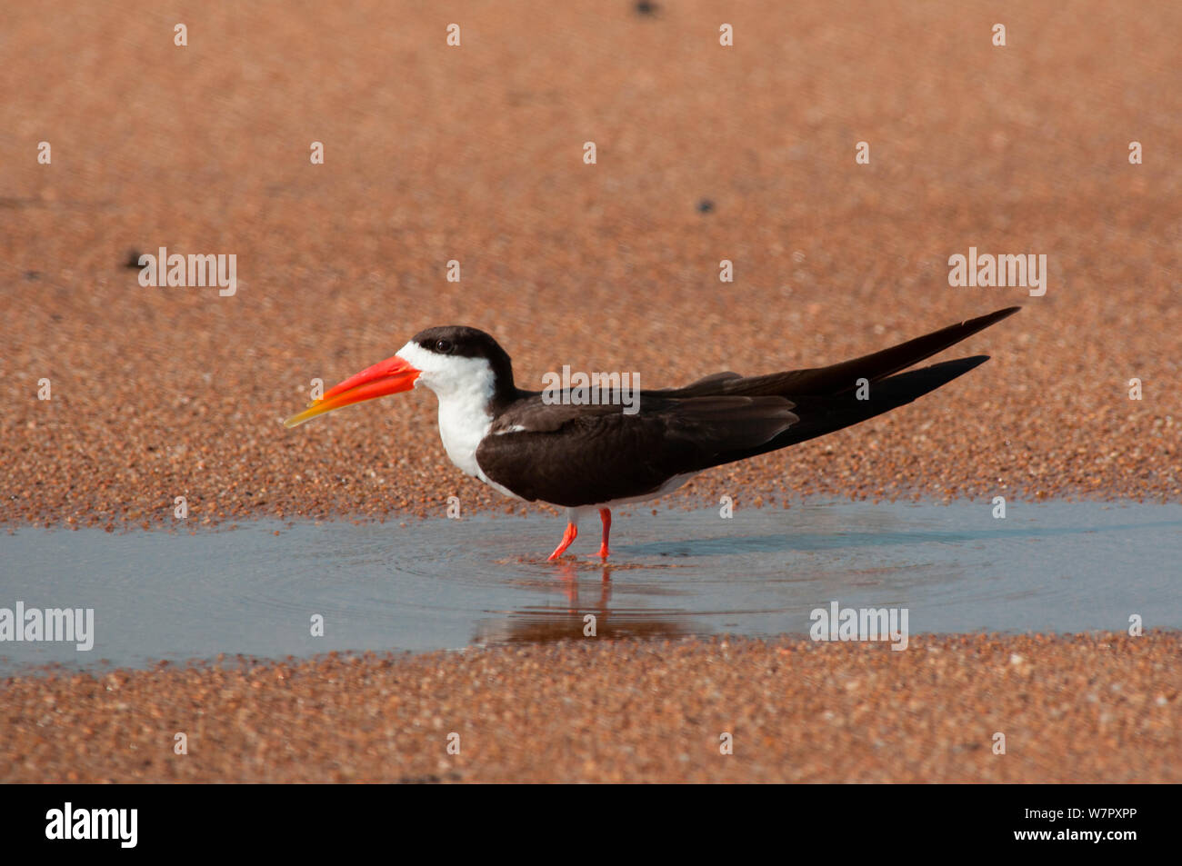 African Skimmer (Rynchops flavirostris). Douala-Edea finden, Kamerun. Foto auf Position für BBC Afrika Serie entnommen, Mai 2010. Stockfoto