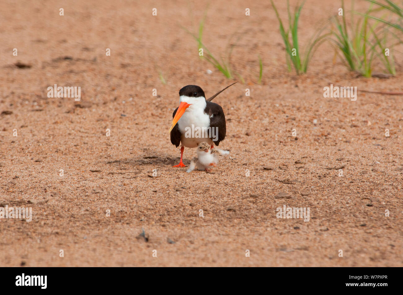 African Skimmer (Rynchops flavirostris) mit jungen Küken, Douala-Edea finden, Kamerun. Foto auf Position für BBC Afrika Serie entnommen, Mai 2010 Stockfoto