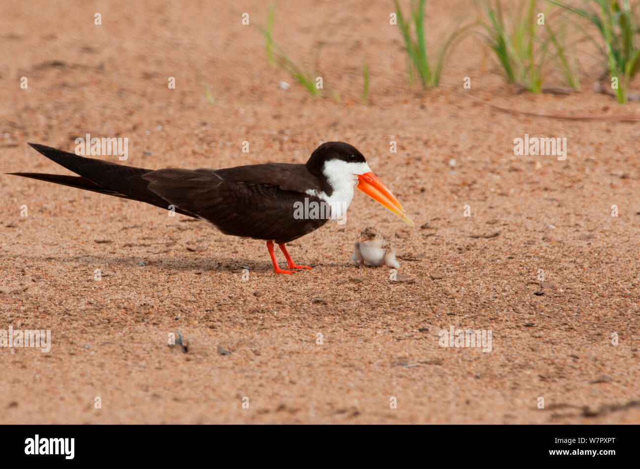 African Skimmer (Rynchops flavirostris) mit jungen Küken, Douala-Edea finden, Kamerun. Foto auf Position für BBC Afrika Serie entnommen, Mai 2010 Stockfoto