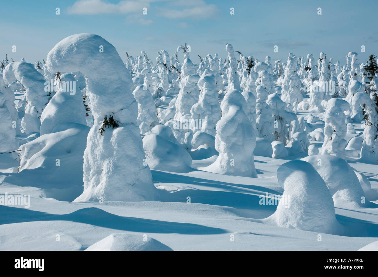 Bäume im Schnee, Kuntivaara, Finnland. Foto auf Position für BBC Frozen Planet Serie entnommen, März 2010 Stockfoto