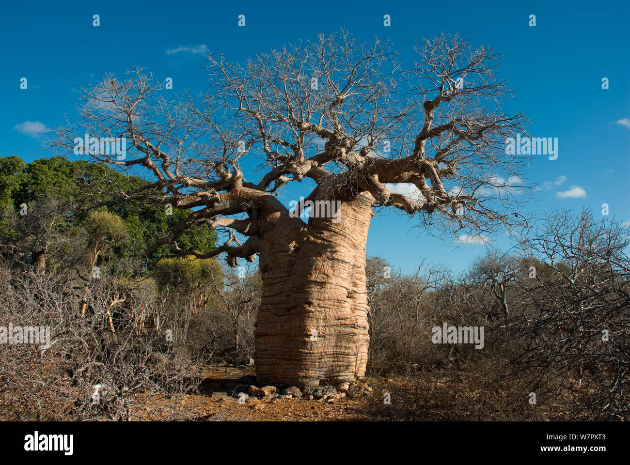 Affenbrotbaum (Adansonia rubrostipa) Tsimanampetsotsa Nationalpark, Madagaskar. Foto auf Position für BBC 'Wilden Madagaskar' Serie entnommen, August 2009. Stockfoto