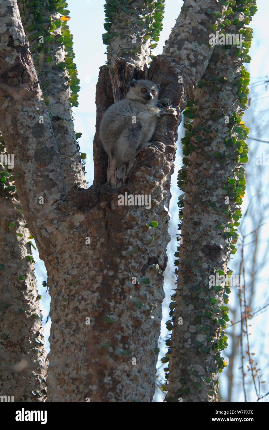 Weiß-footed Sportliche Lemur (Lepilemur leucopus) spiney Wald, Ifotaka, Madagaskar. Foto auf Position für BBC 'Wilden Madagaskar' Serie entnommen, September 2009. Stockfoto