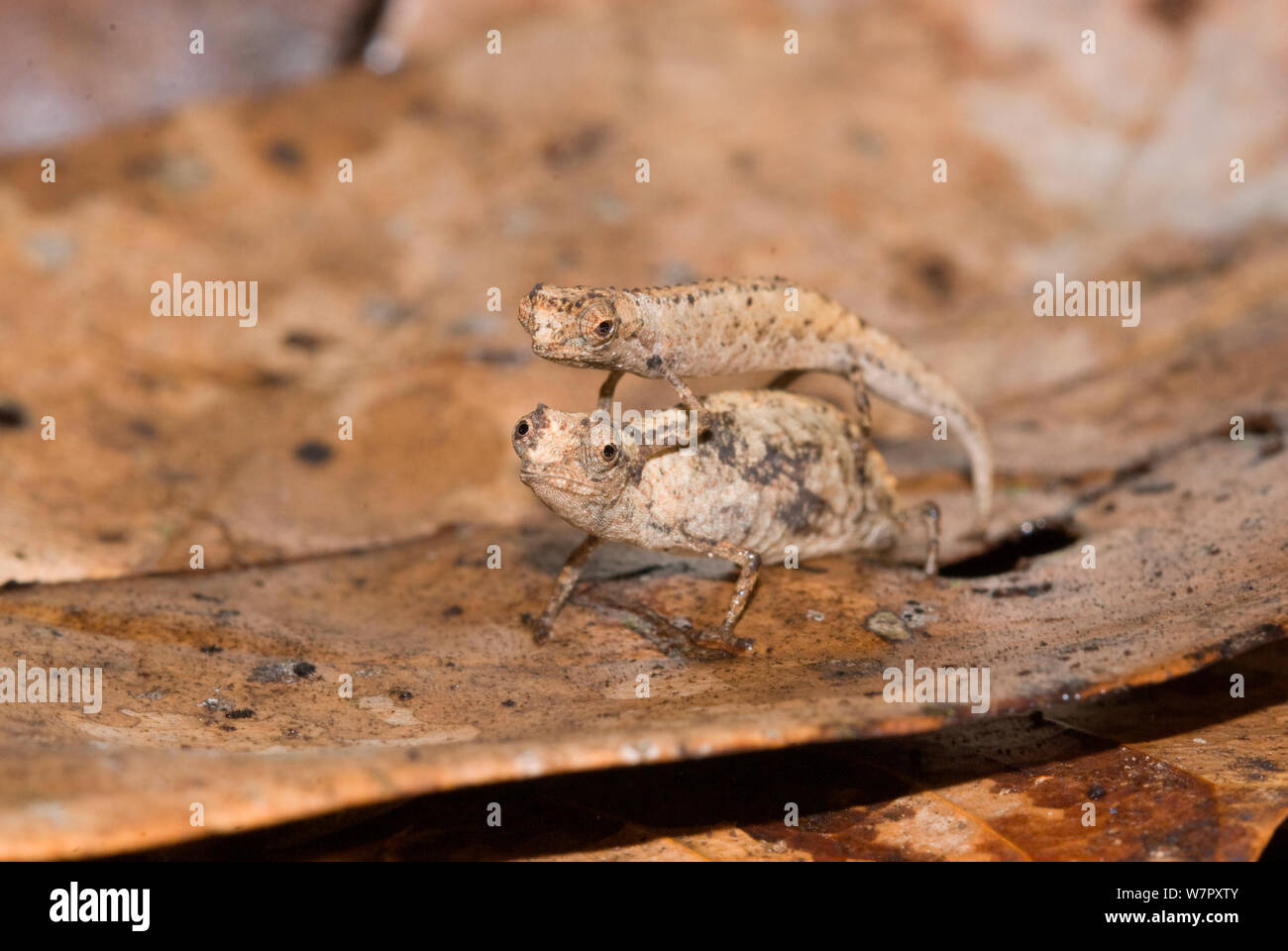 Das Umwerben paar Nosy Pygmy Blatt Chamäleons (Brookesia minima) Der weltweit kleinste Reptil. Nosy Be Madagaskar. Foto auf Position für BBC 'Wilden Madagaskar'-Serie, Januar 2010 Stockfoto