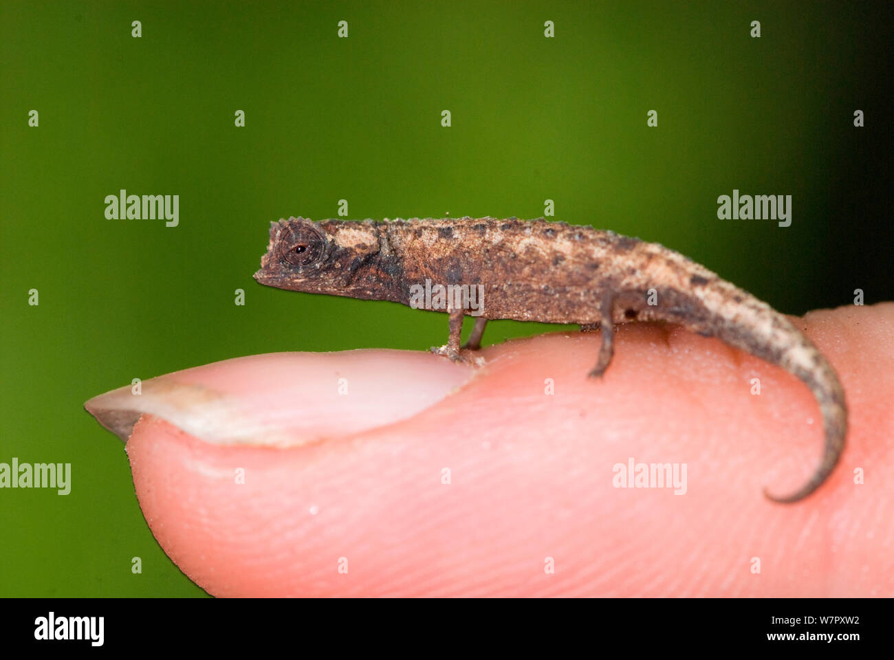 Nosy Pygmy Blatt Chameleon (Brookesia minima) männlich, der weltweit kleinste am Finger Reptil. Nosy Be Madagaskar. Foto auf Position für BBC 'Wilden Madagaskar'-Serie, Januar 2010 Stockfoto