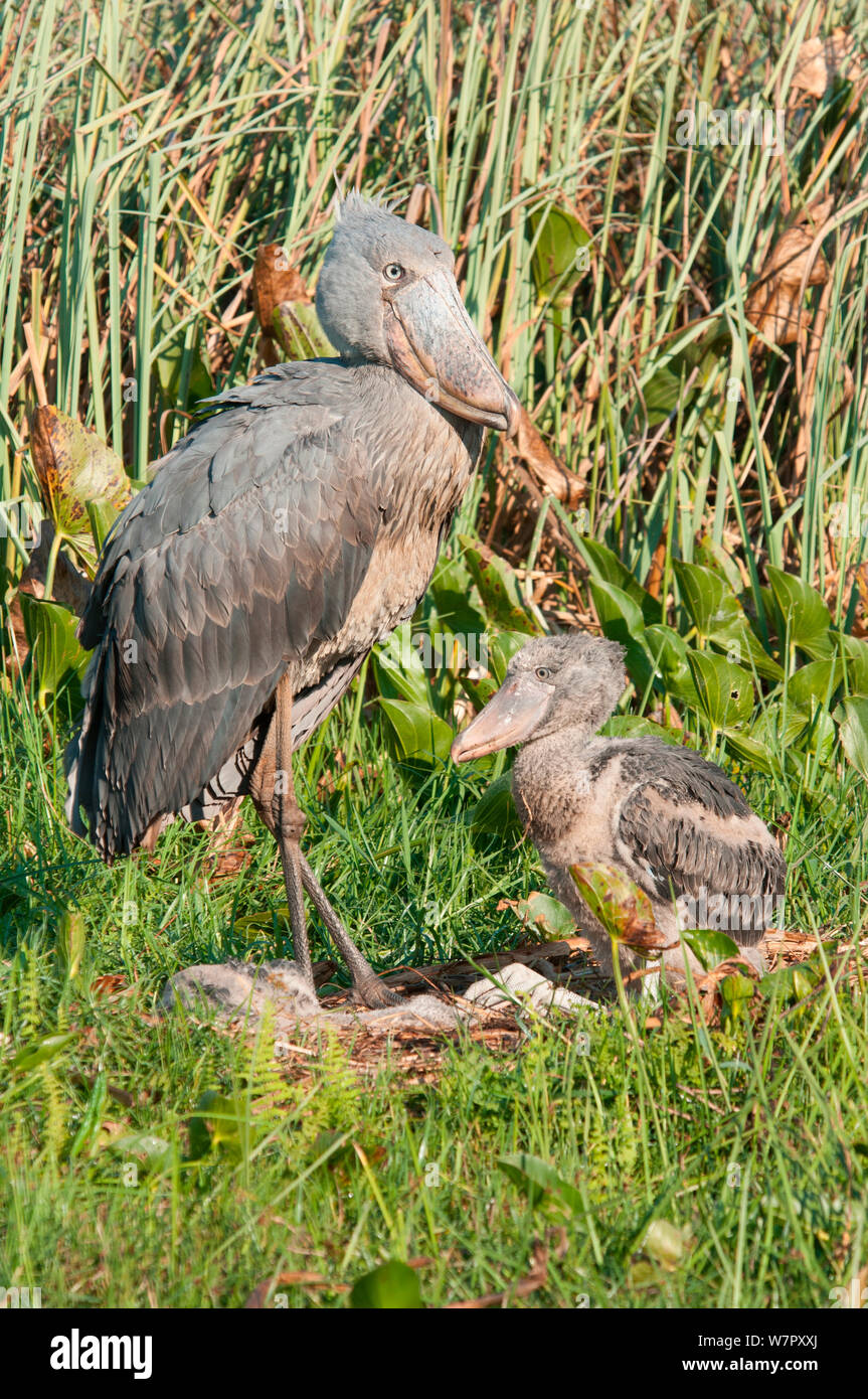 Schuhschnabel (Balaeniceps Rex) und Küken im Nest, Bengwelu Sumpf, Sambia. Foto auf Position für BBC Afrika Serie entnommen, August 2010. Stockfoto