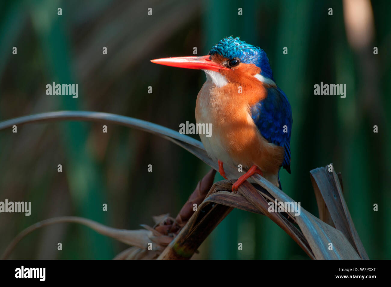 Malachit Eisvogel (Alcedo cristata), Bengwelu Sumpf, Sambia. Foto auf Position für BBC Afrika Serie entnommen, August 2010. Stockfoto