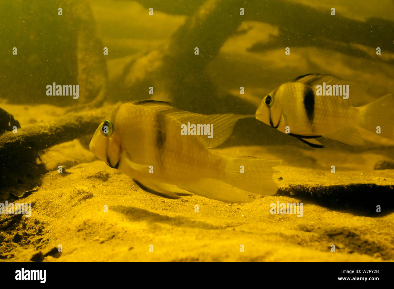 Cichlid fish (Guianacara owroewefi). Gran Rio, Surinam, September. Stockfoto