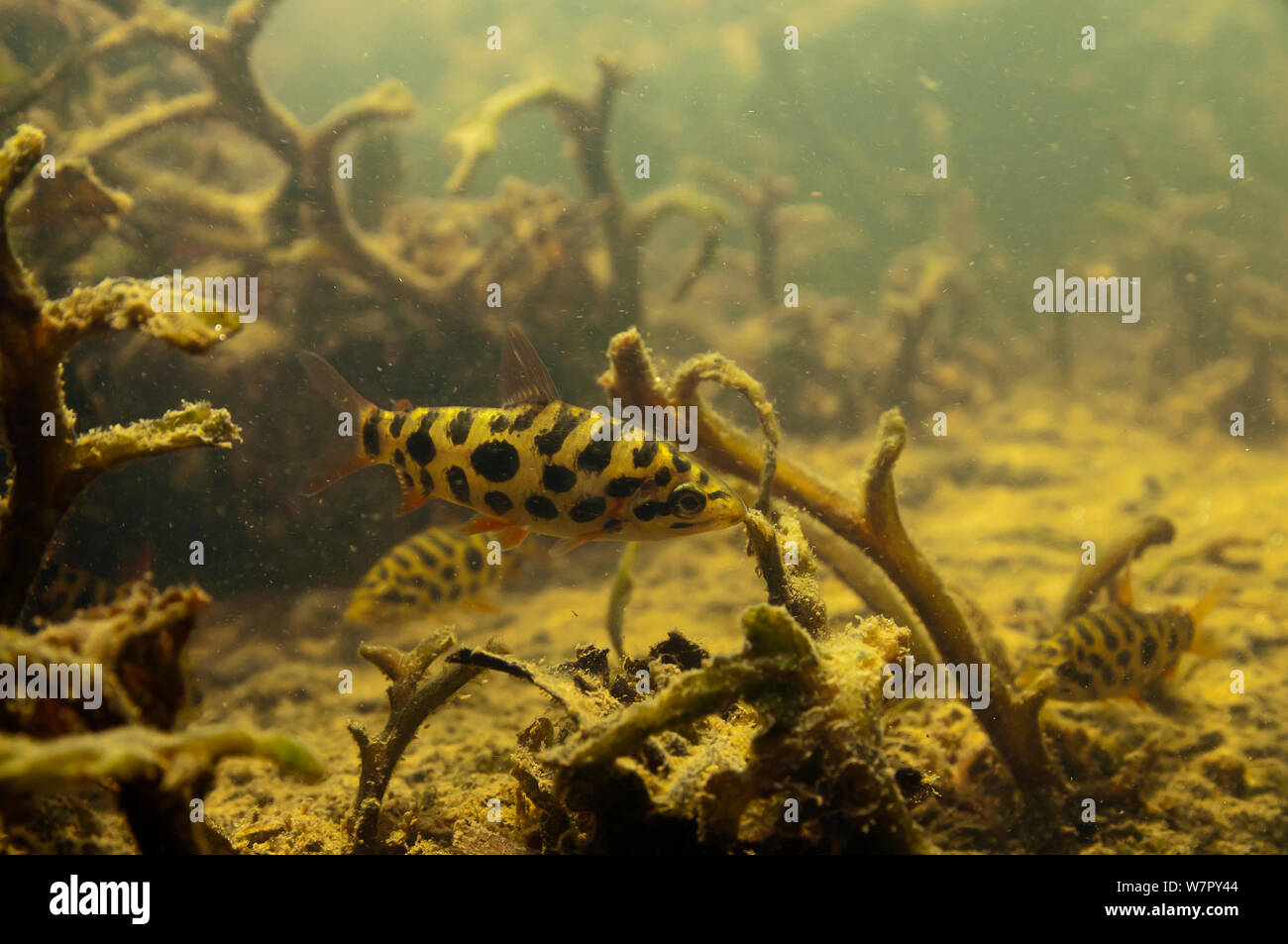 Leporinus/Aracu Fisch (Leporinus granti). Gran Rio, Surinam, September. Stockfoto