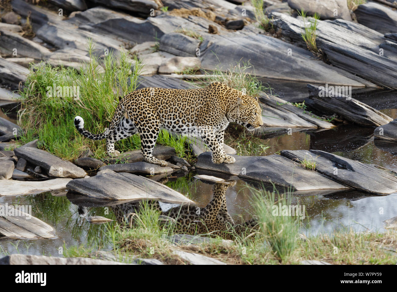 Leopard (Panthera pardus) männlich, stehend auf Felsen, in Wasser wider. Masai Mara, Kenia Stockfoto
