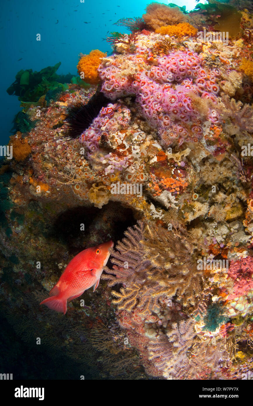 Rot (Bodianus pigfish unimaculatus) mit Wand von Seeanemonen, Korallen und andere tierische Wachstum, Poor Knights Inseln, Neuseeland, Januar Stockfoto