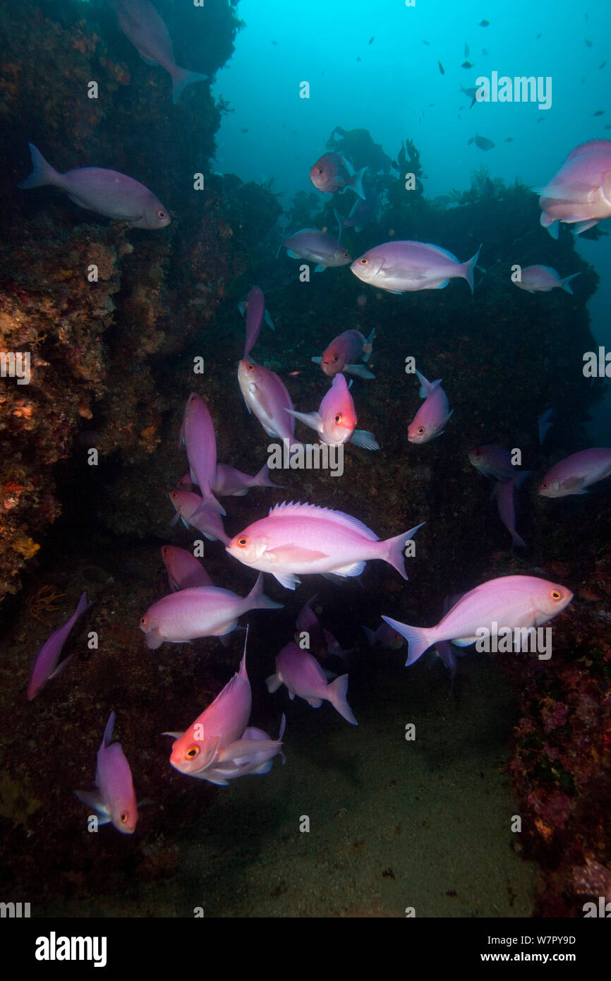 Rosa Caprodon maomao (Longimanus) Poor Knights Inseln, Neuseeland, Februar Stockfoto