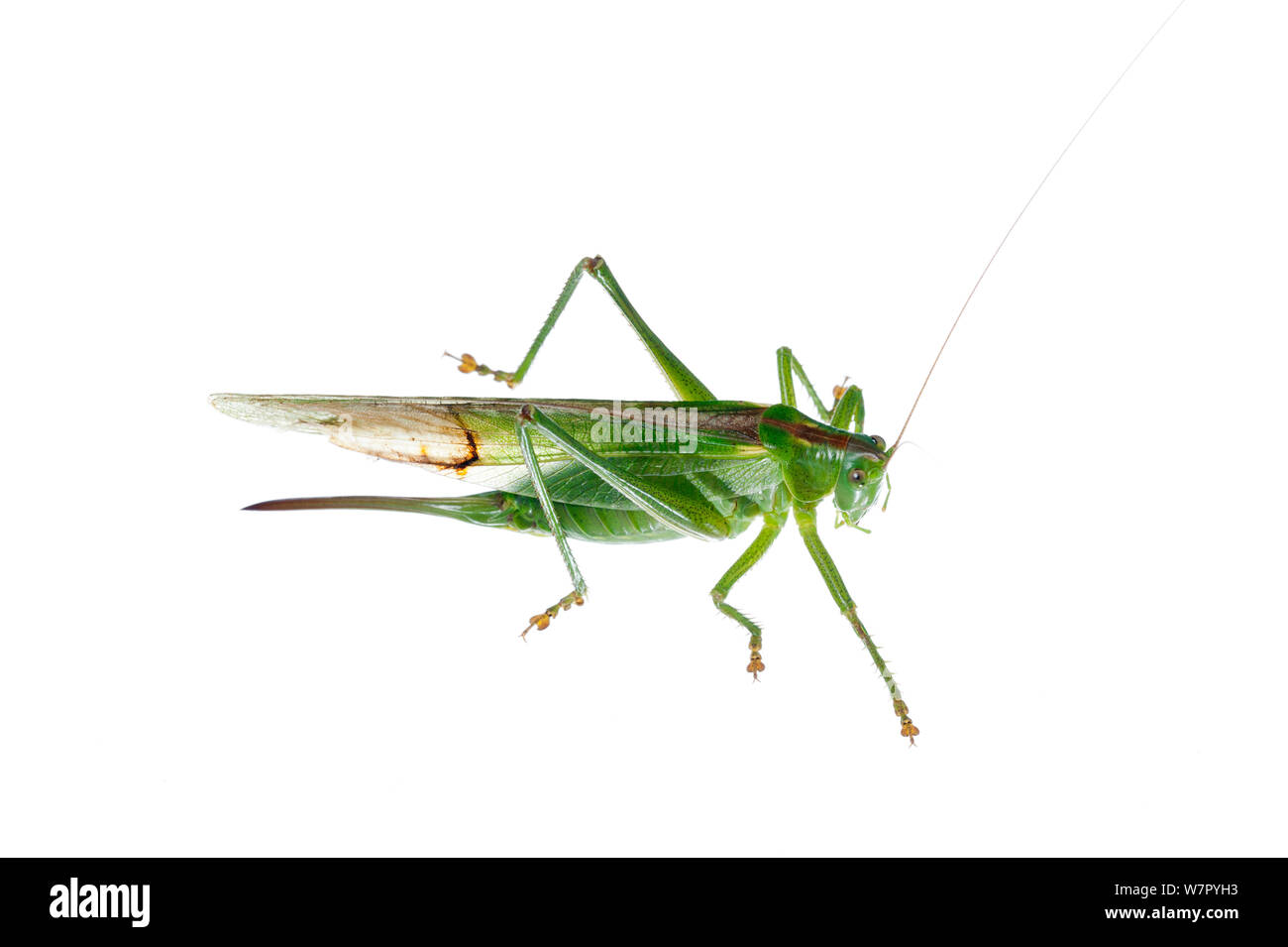 Super Green Bush Cricket (Tettigonia Viridissima) gegen den weißen Hintergrund. Frankreich, Juli. Stockfoto