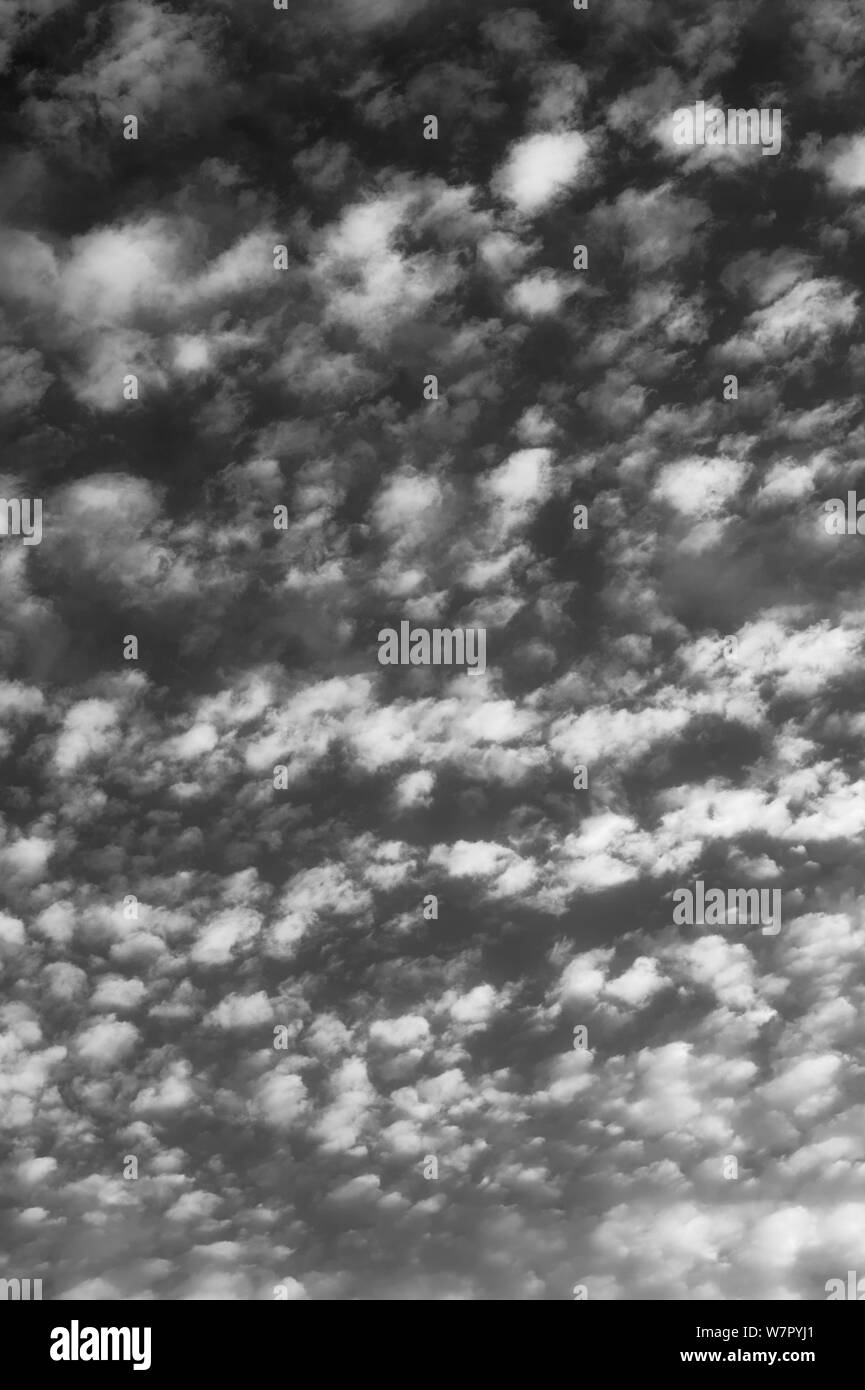 Alto cumulus Wolken in Schwarz und Weiß. Angus, Schottland, August 2012. Stockfoto