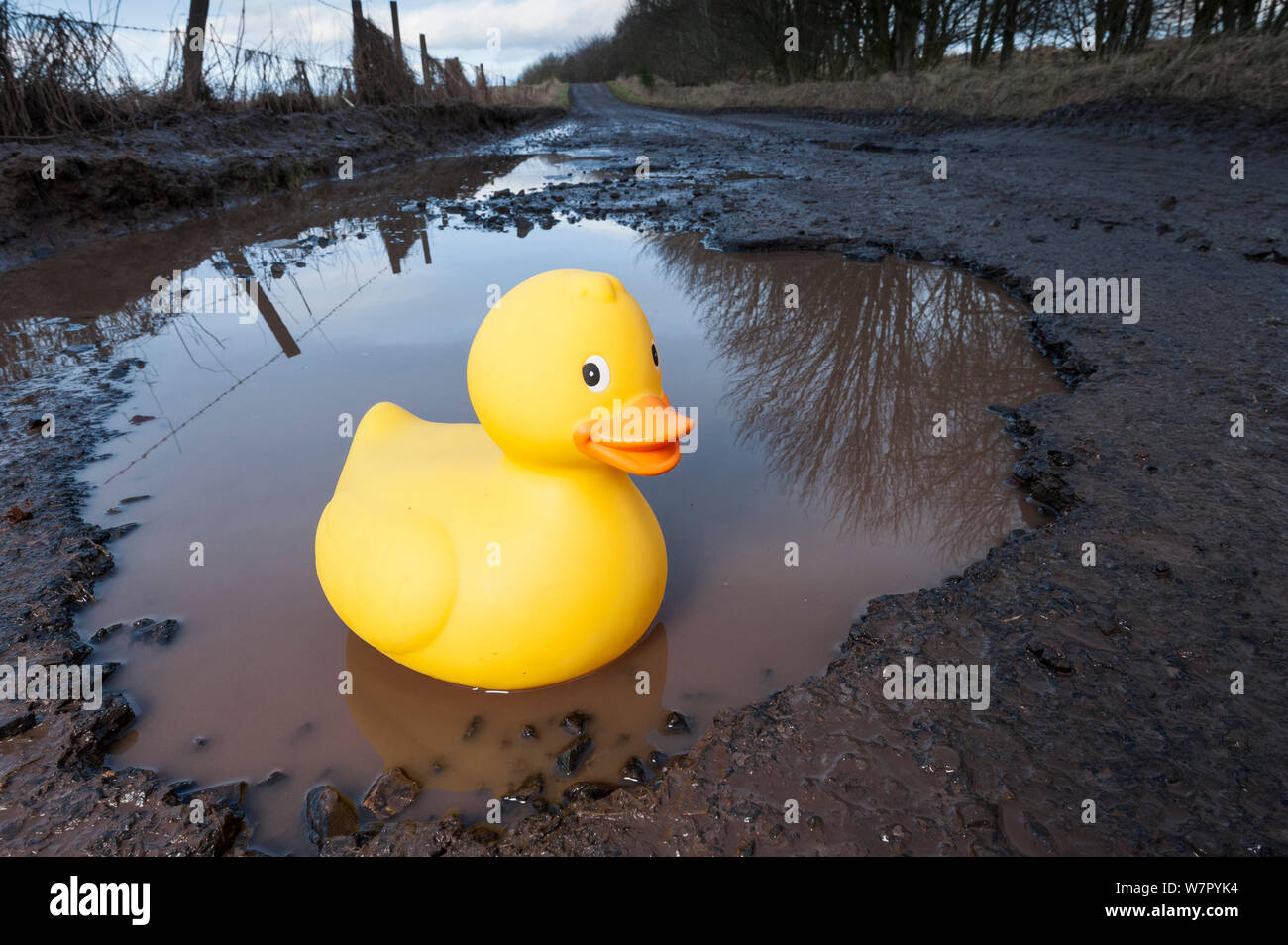 Kunststoff Ente in Holprigem. In der Nähe der Brücke von Dun, Angus, Schottland, Dezember. Stockfoto