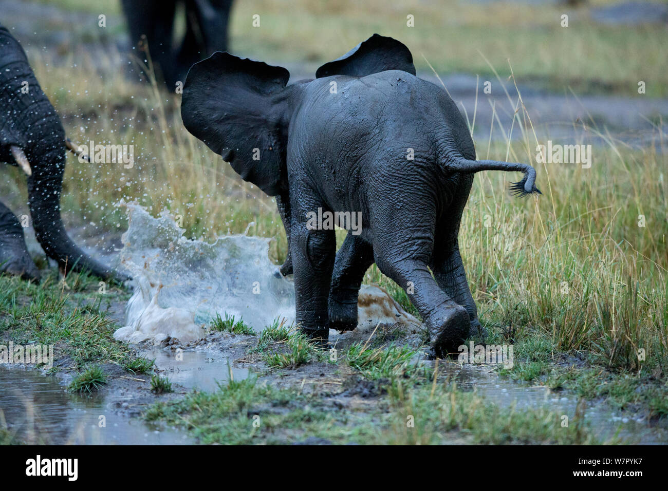 Afrikanischer Elefant (Loxodonta africana) Knabe Spielen im Wasser. Masai Mara, Kenia, Afrika, August. Stockfoto