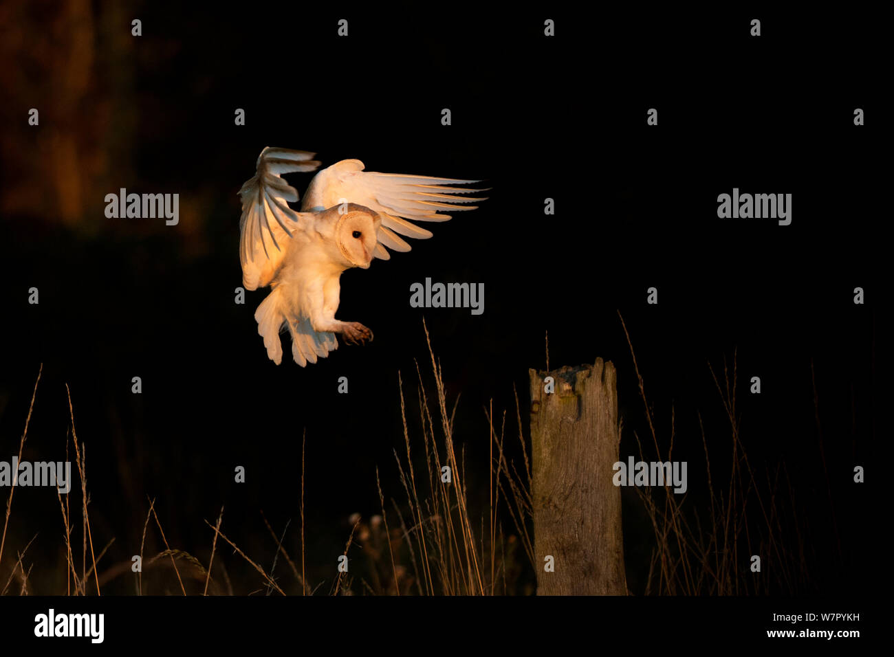 Schleiereule (Tyto alba) Landung auf Post. UK, September. Stockfoto