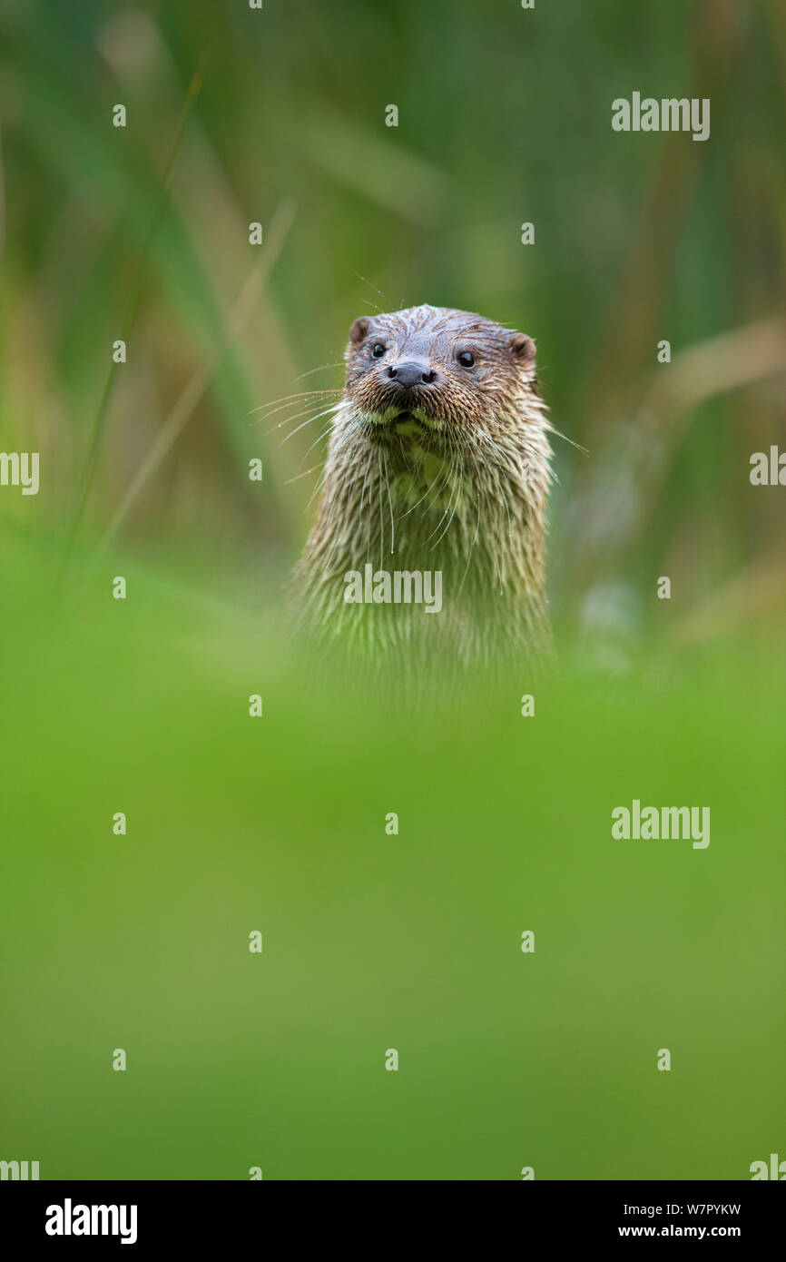 Europäische Otter (Lutra Lutra) Porträt. Kontrollierten Bedingungen. UK, Oktober. Stockfoto