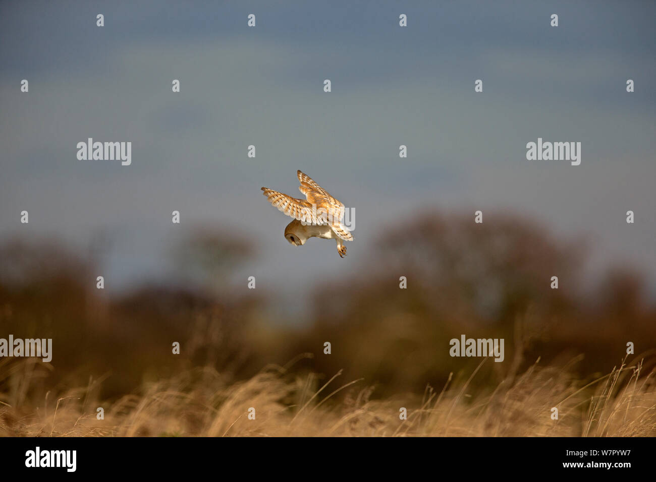 Schleiereule (Tyto alba) Tauchen von der Jagd. Großbritannien, Februar. Sequenz 2 von 7. Stockfoto