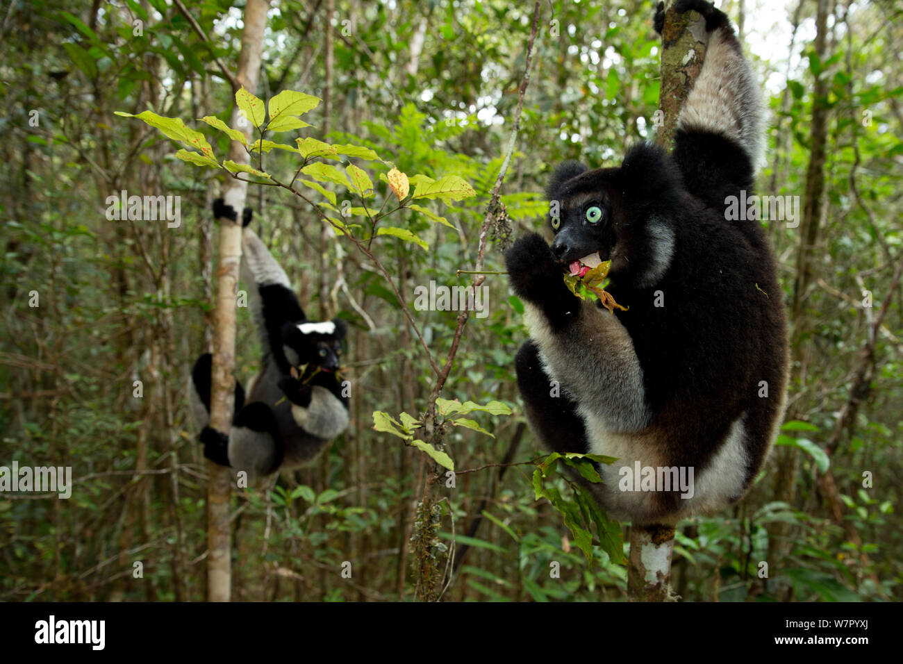 (Indri Indri indri) Ernährung im tropischen Regenwald Habitat. Madagaskar. Stockfoto