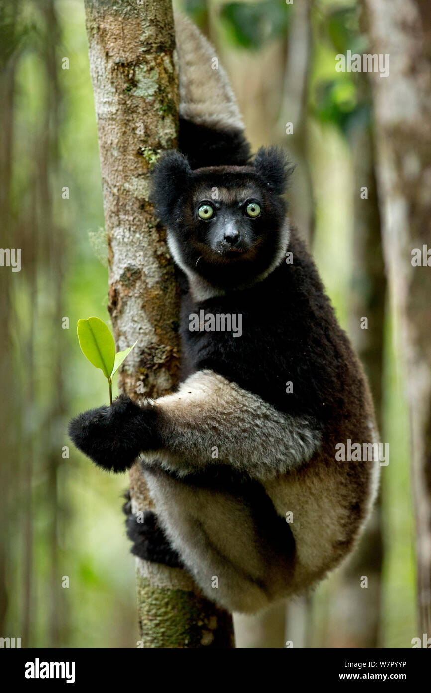 Indri (Indri Indri) Porträt. Madagaskar. Stockfoto