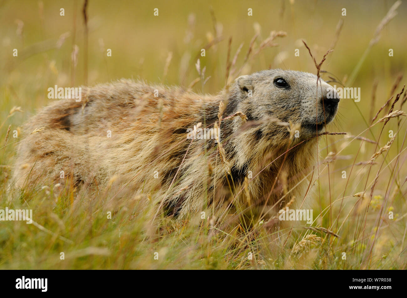 Alpine Murmeltier (Marmota marmota), Nationalpark Mercantour, Alpes-Maritimes, Frankreich, August. Stockfoto