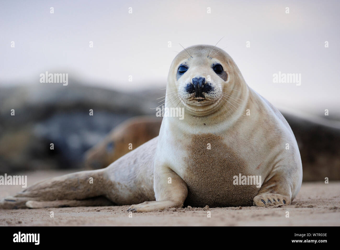 Seehund (Phoca vitulina) mitgeführt und am Strand, Donna Nook Lincolnshire Wildlife Trust finden, Lincolnshire, England, UK, Januar. Stockfoto