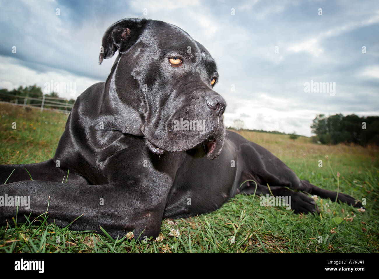 Die Cane Corso Hund entspannt auf dem Rasen Stockfoto