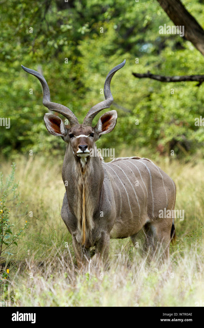 Mehr Kudu (Tragelaphus strepsiceros) Moremi Game Reserve, Botswana Stockfoto