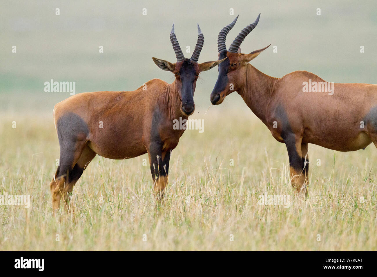 Topi (Damaliscus korrigum) Masai-Mara Game Reserve, Kenia Stockfoto