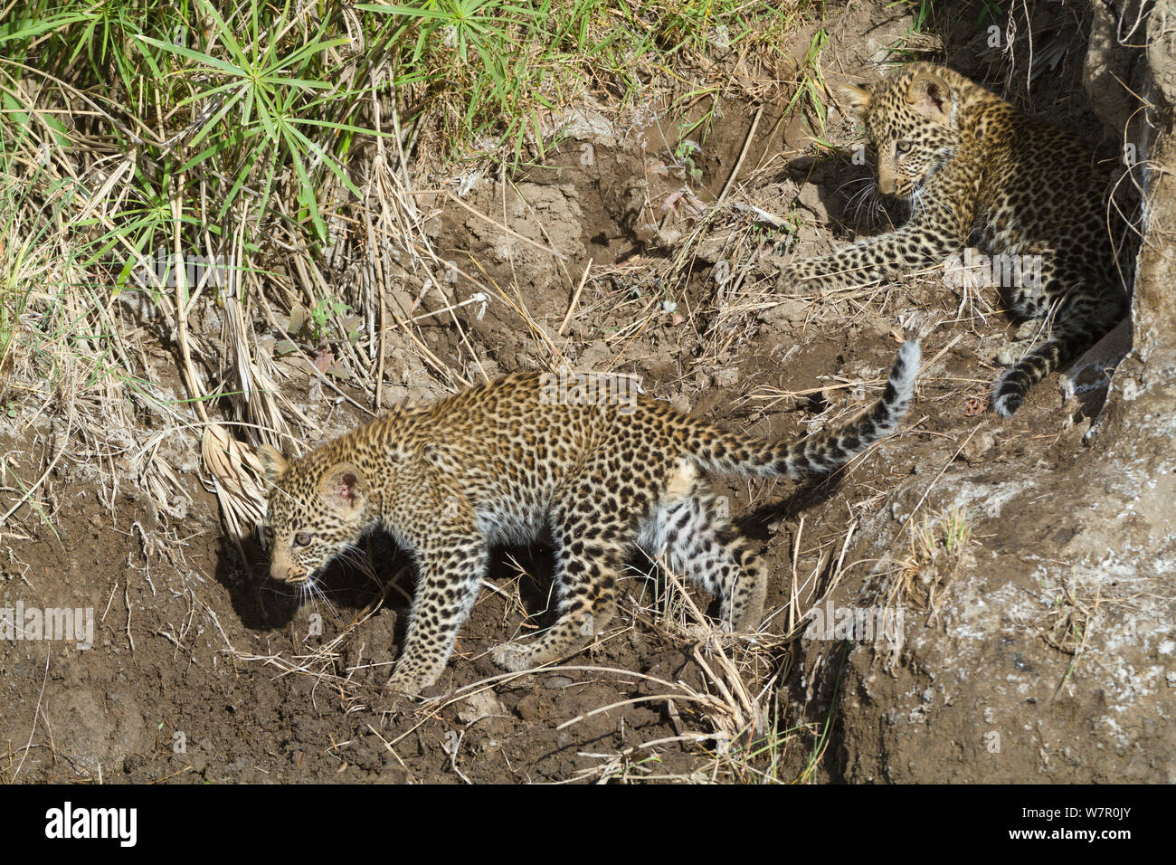 Leopard (Panthera pardus) Jungen im Alter von 2/3 Monaten Masai-Mara Game Reserve, Kenia Stockfoto