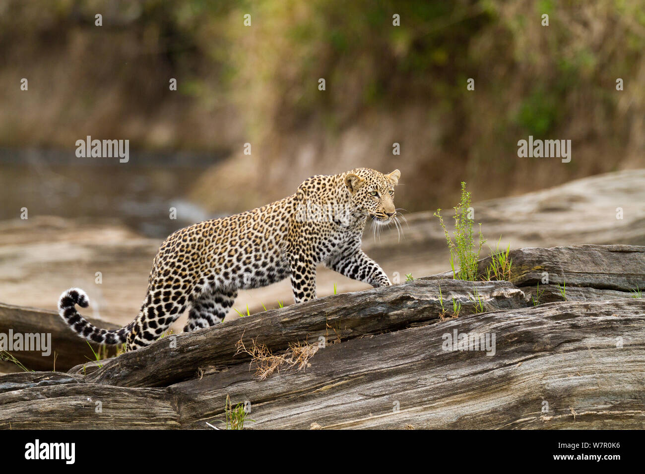 Leopard (Panthera pardus) zu Fuß auf den Felsen, Masai-Mara Game Reserve, Kenia Stockfoto